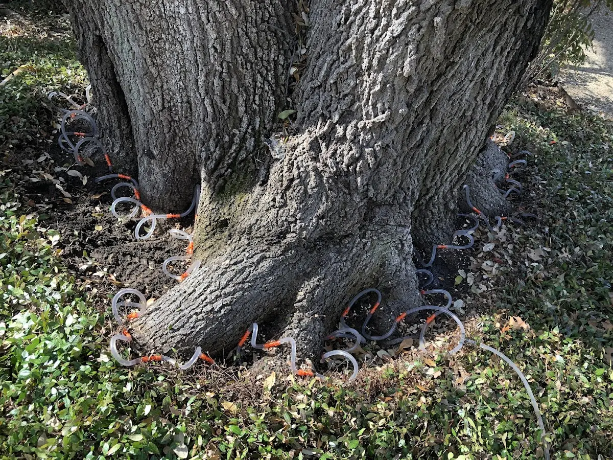 Detailed Tree Cabling and Bracing job site in Carbondale